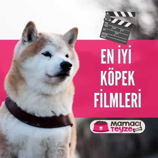 En İyi Köpek Filmleri - 10 İçinizi Isıtacak Film