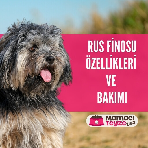 Rus Finosu (Bolonka) Özellikleri ve Bakımı