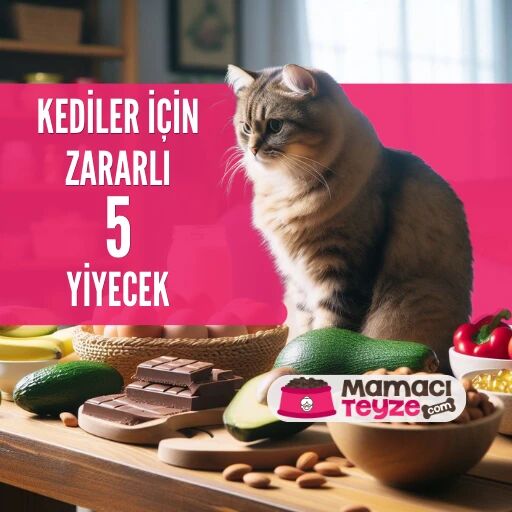 Kediler için Zararlı 5 Yiyecek - Kedinizi Bunlarla Beslemeyin!