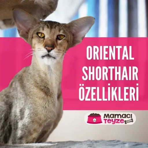 Oriental Shorthair Bakımı ve Özellikleri
