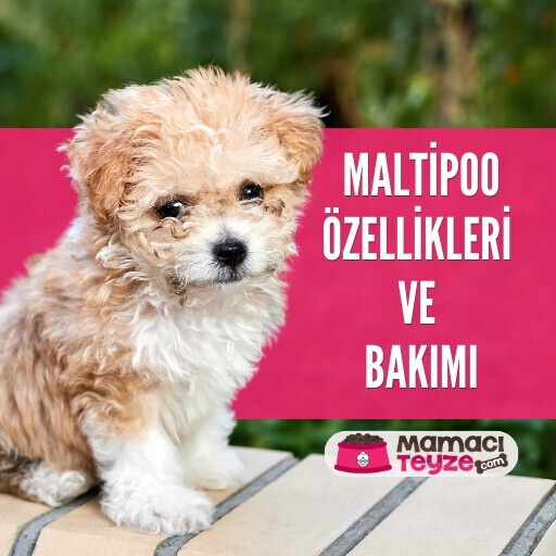 Maltipoo Özellikleri ve Bakımı