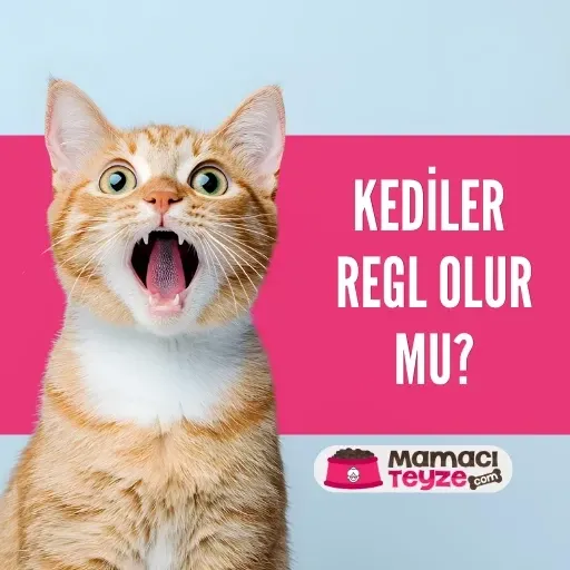 Kediler Regl Olur Mu? Kızgınlık Dönemi ve Bilimsel Gerçekler