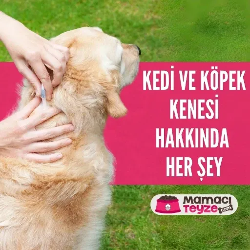 Kedi ve Köpek Kenesi Hakkında Bilmeniz Gereken Her Şey