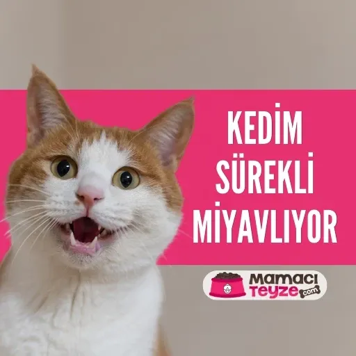 Kedim Sürekli Miyavlıyor: Nedenleri ve Çözümleri