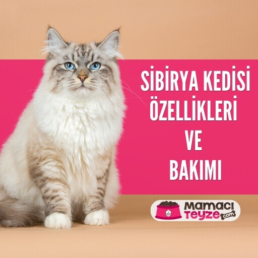 Sibirya Kedisi Özellikleri ve Bakımı