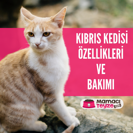 Kıbrıs Kedisi Özellikleri ve Bakımı - Detaylı Rehber