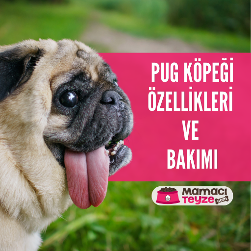 Pug Köpeği Özellikleri ve Bakımı