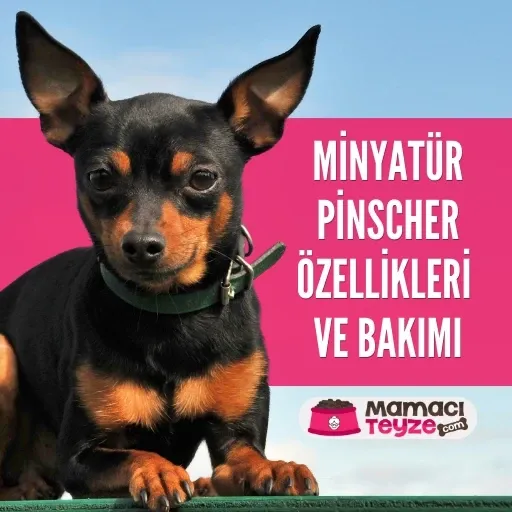 Minyatür Pinscher Özellikleri ve Bakımı - Min Pin