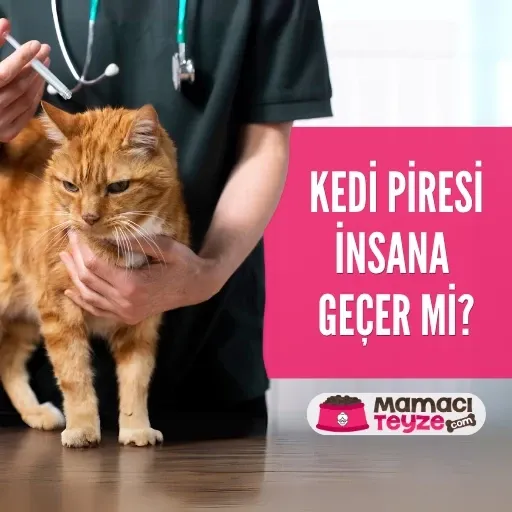 Kedi Piresi İnsana Geçer mi? Belirtiler ve Korunma Yolları