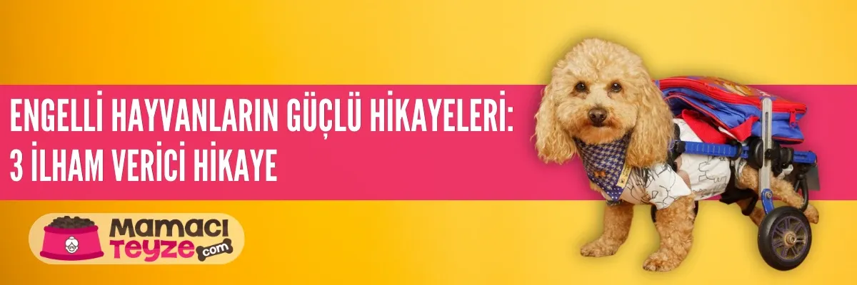 Engelli Hayvanların Güçlü Hikayeleri: 3 İlham Verici Hikaye