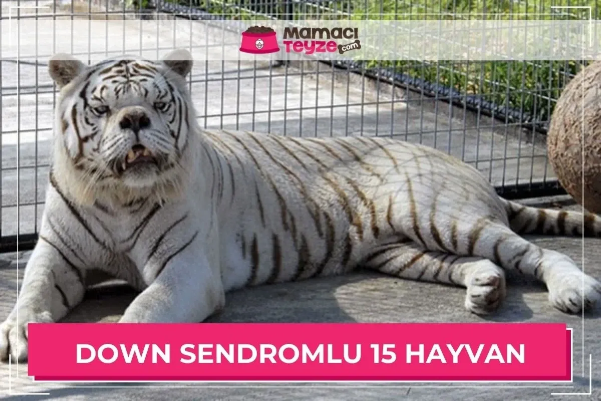 Down Sendromlu 15 Sevimli Hayvan