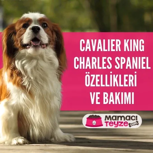 Cavalier King Charles Spaniel Özellikleri ve Bakımı