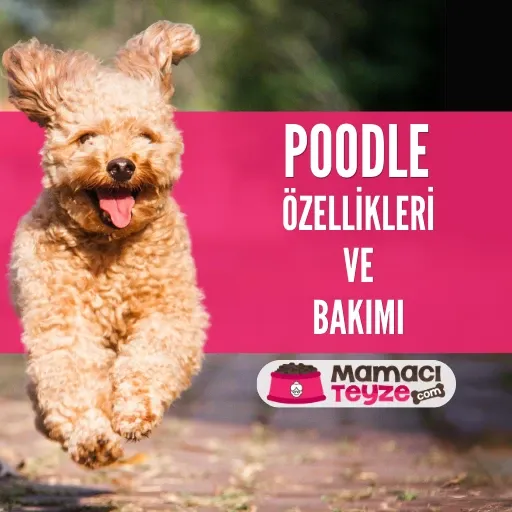 Toy Poodle Özellikleri ve Bakımı