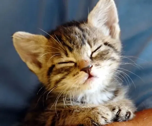 Kedi Sahiplendiğinizde Dikkat Etmeniz Gerekenler