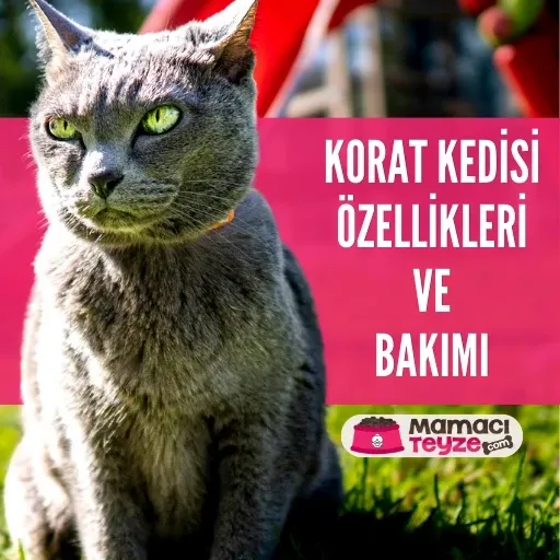 Korat Kedisi Özellikleri ve Bakımı