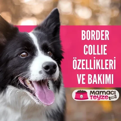 Border Collie Özellikleri ve Bakımı