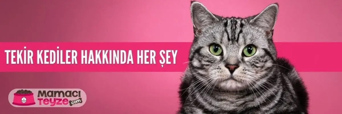Tekir Kedilerin Özellikleri ve Bakımı - Tekirler Hakkında Her Şey