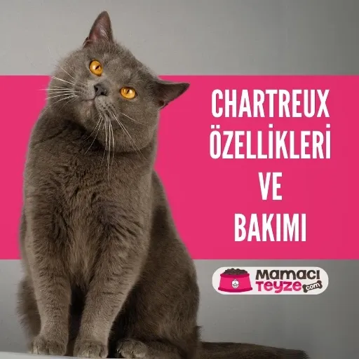Chartreux Kedisi Özellikleri ve Bakımı