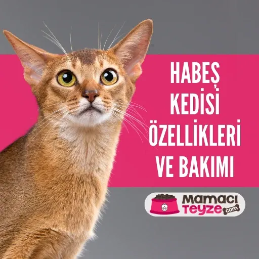 Habeş (Abyssinian) Kedisi Özellikleri ve Bakımı
