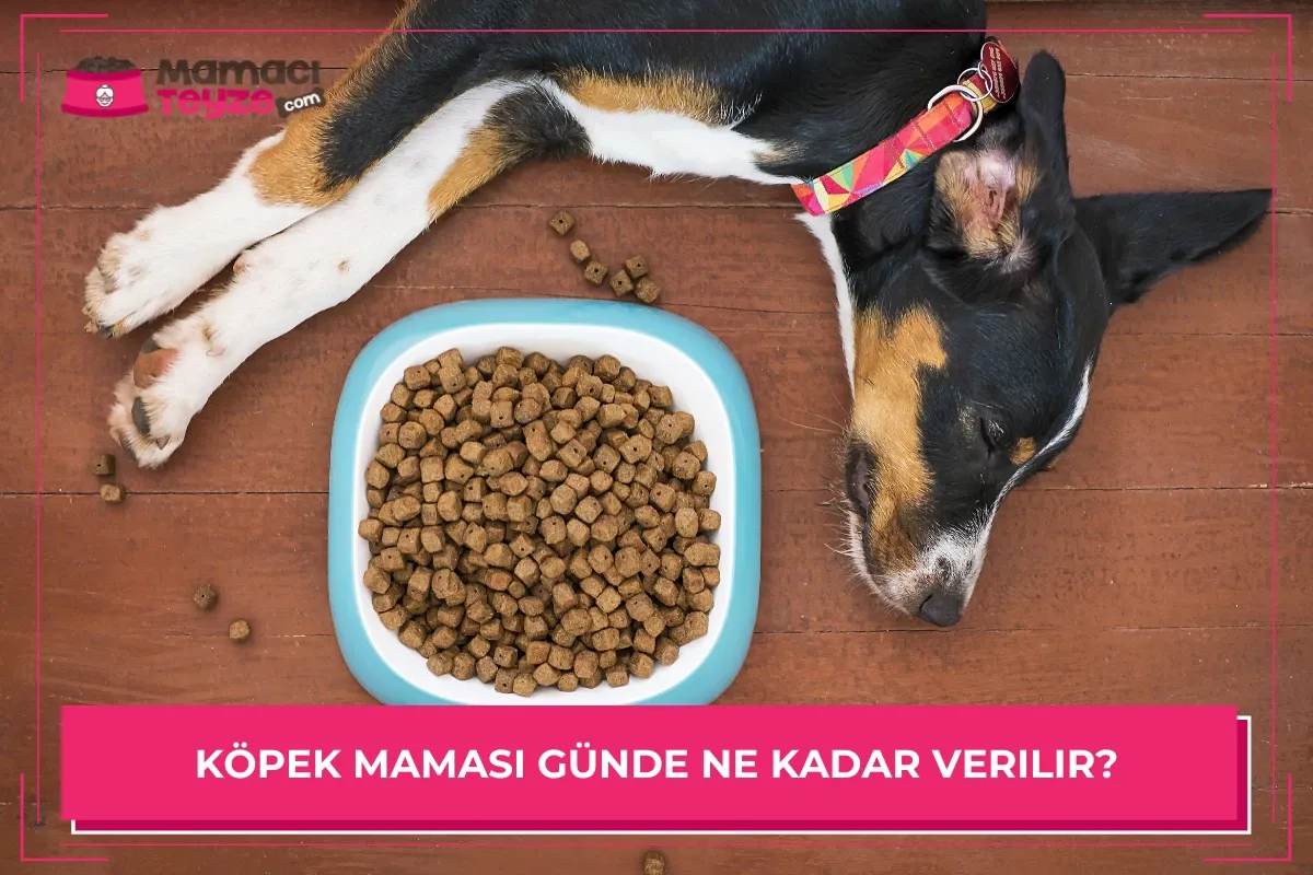 Köpek Maması Günde Ne Kadar Verilir?
