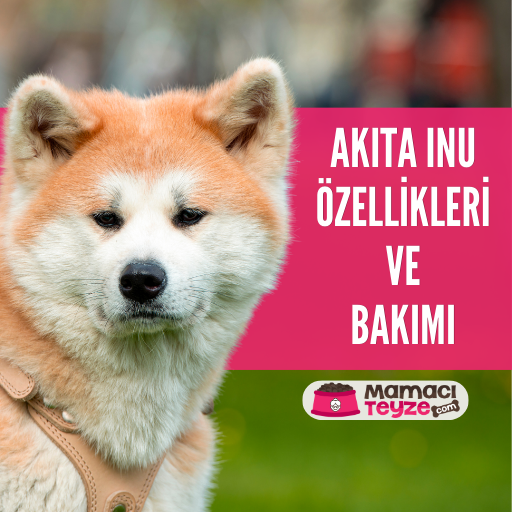 Akita Inu Özellikleri ve Bakımı