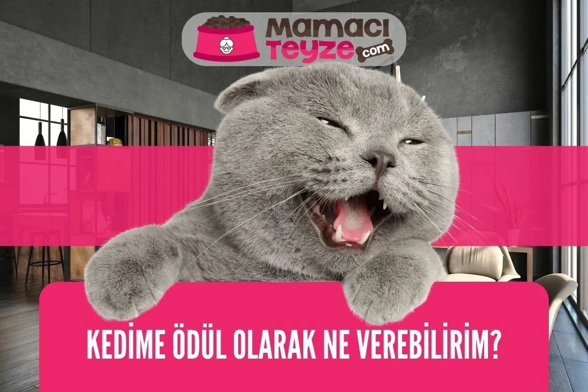 Kedime Ödül Olarak Ne Verebilirim?