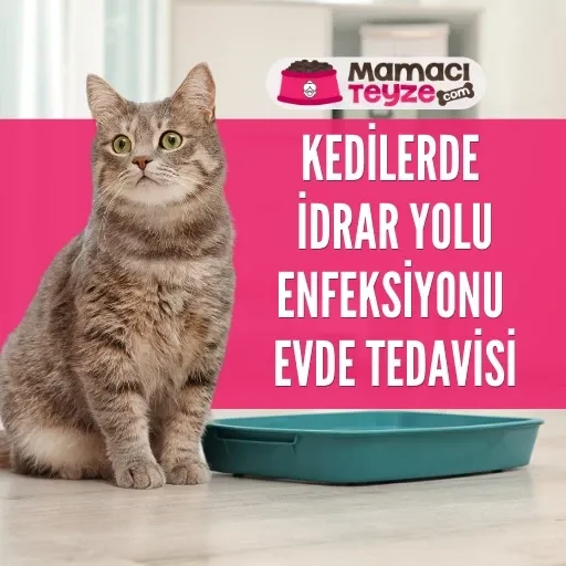 Kedilerde İdrar Yolu Enfeksiyonu Evde Tedavisi