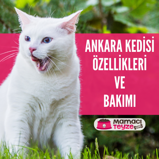Ankara Kedisi Özellikleri ve Bakımı Hakkında Her Şey