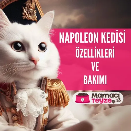 Napolyon(Minuet) Kedisi Özellikleri ve Bakımı