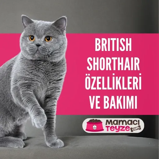 British Shorthair Özellikleri ve Bakımı
