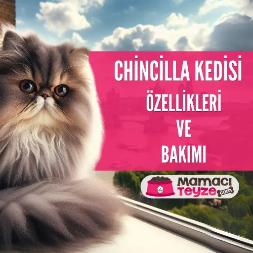 Chincilla Kedisi Özellikleri ve Bakımı