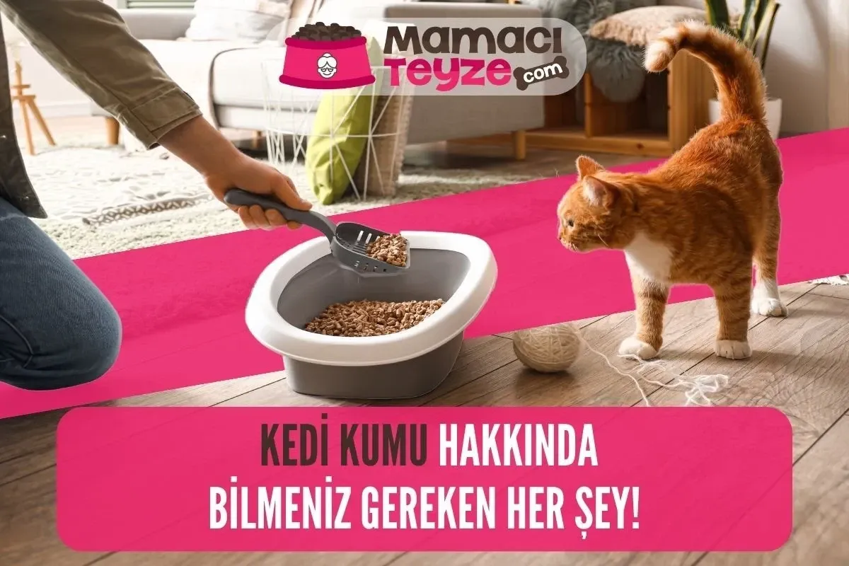 Kedi Kumu Hakkında Bilmeniz Gereken Her Şey!