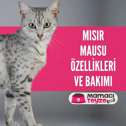 Mısır Mausu Özellikleri ve Bakımı