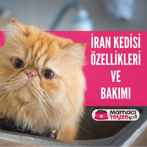İran Kedisi Özellikleri ve Bakımı Hakkında Her Şey
