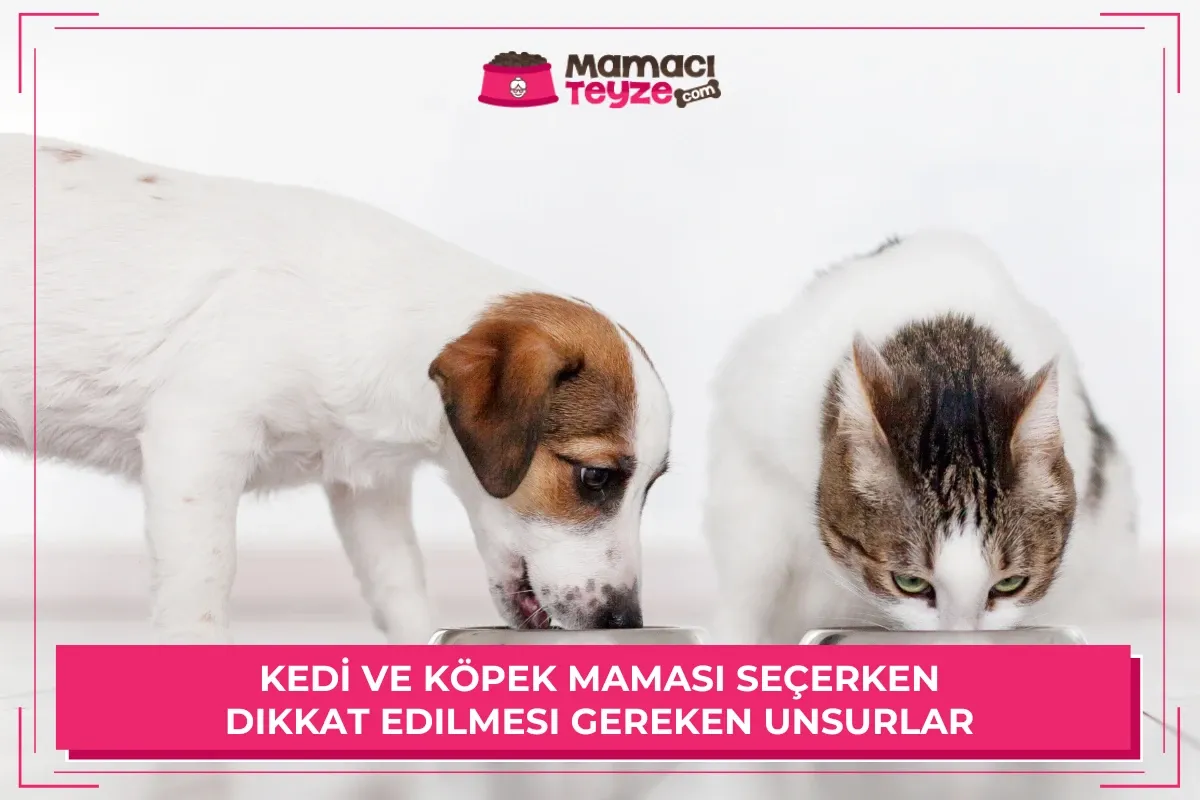 Mama Seçerken Dikkat Edilmesi Gerekenler