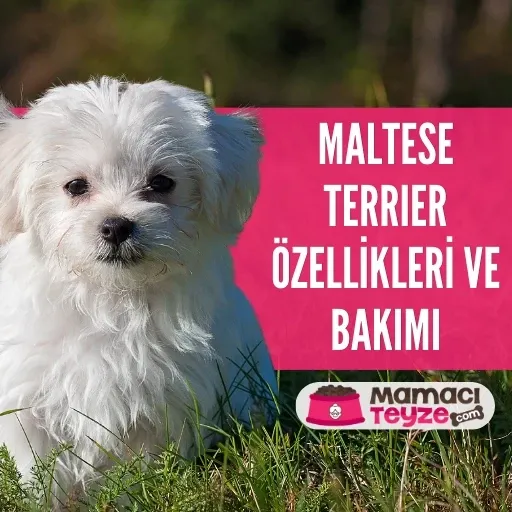 Maltese(Malta) Terrier Özellikleri ve Bakımı