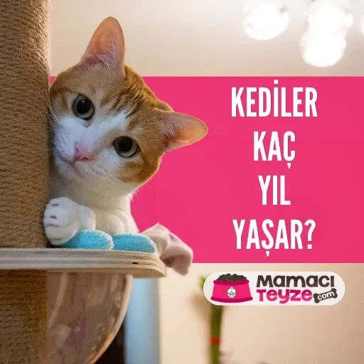 Kediler Kaç Yıl Yaşar?