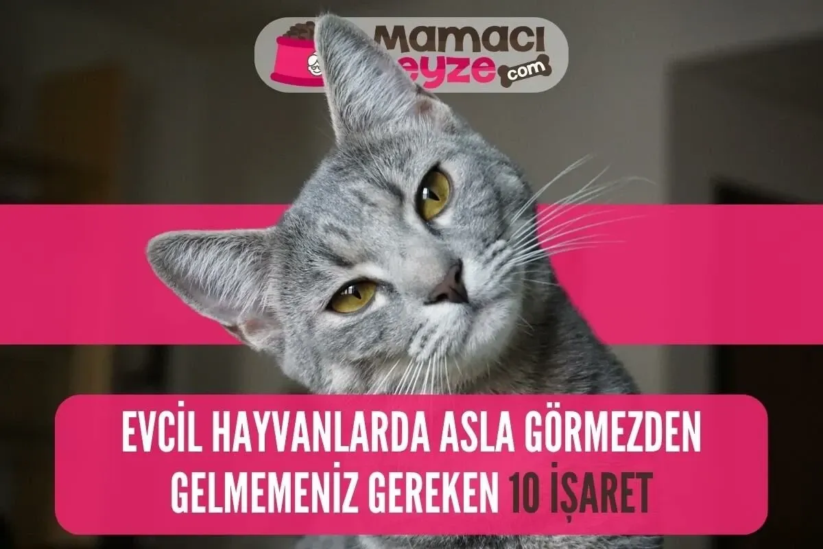 Evcil Hayvanlarda Asla Görmezden Gelmemeniz Gereken 10 İşaret!