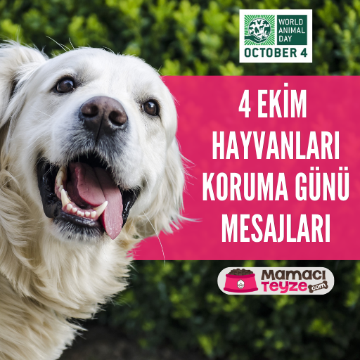4 Ekim Hayvanları Koruma Günü Mesajı Örnekleri