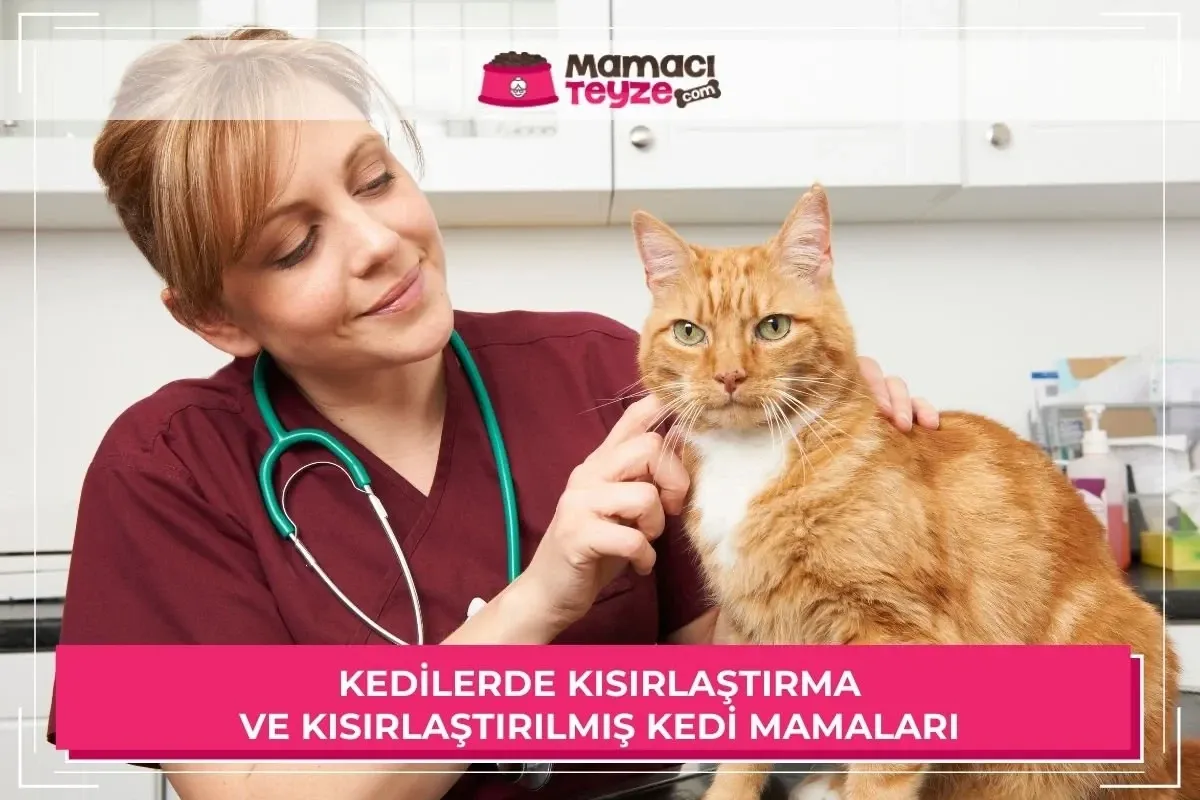 Kedilerde Kısırlaştırma ve Kısırlaştırılmış Kedi Mamaları