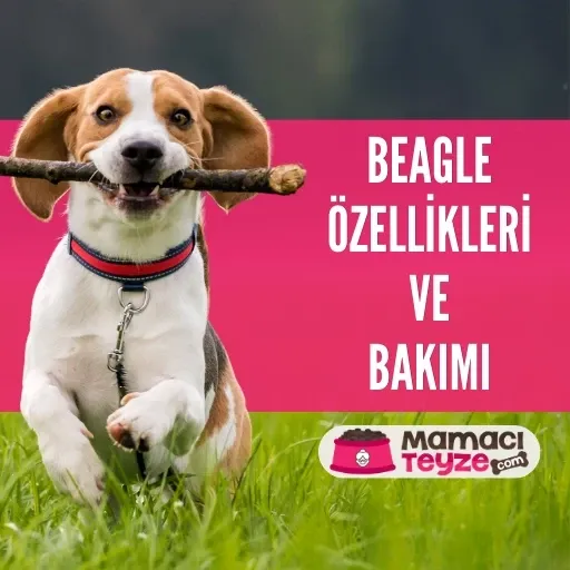 Beagle Köpek Özellikleri ve Bakımı