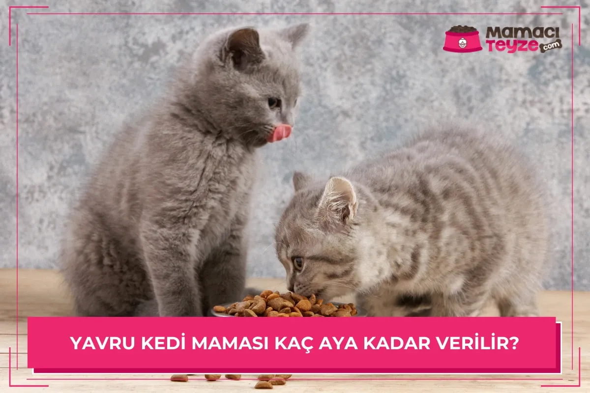 Yavru Kedi Maması Kaç Aya Kadar Verilir?
