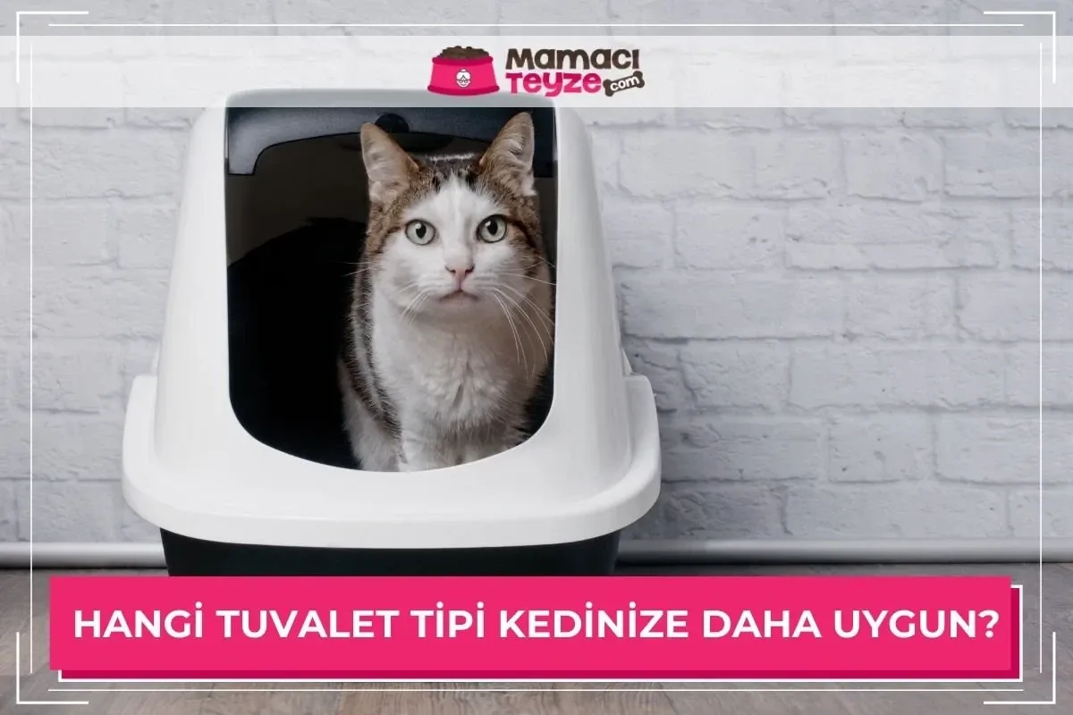 Hangi Tuvalet Tipi Kedinize Daha Uygun?