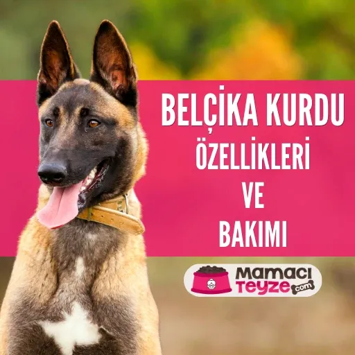 Belçika Kurdu (Malinois) Özellikleri ve Bakımı