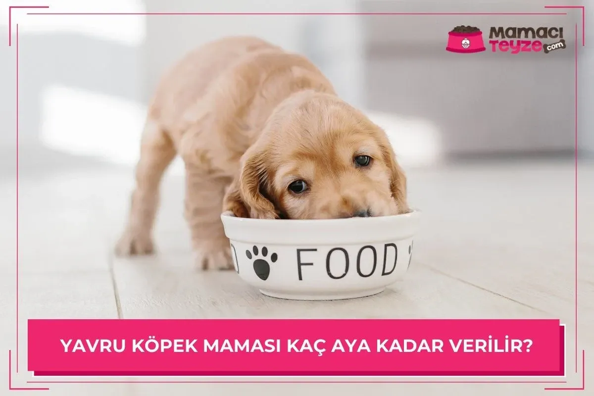 Yavru Köpek Maması Kaç Aylığa Kadar Verilir?