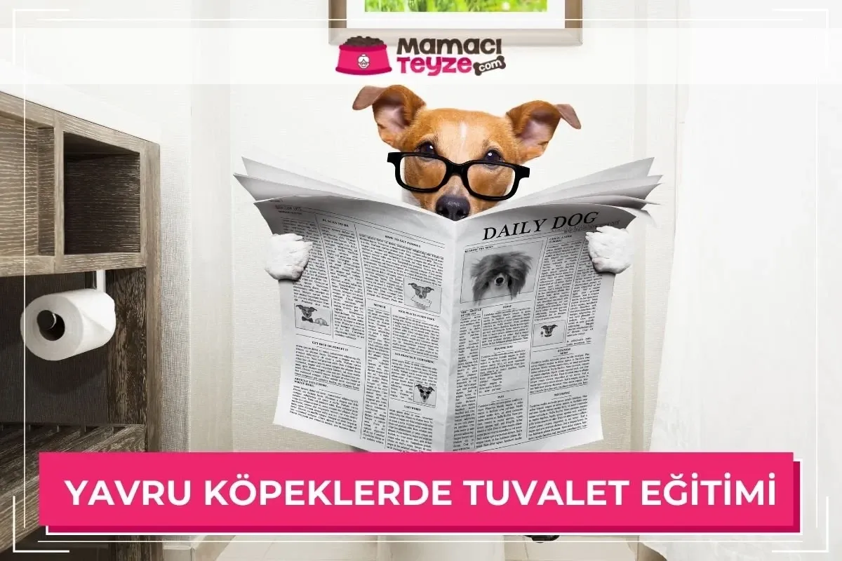 Yavru Köpeklerde Tuvalet Eğitimi