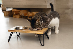 Beeztees DBL Kedi İkili Mama ve Su Kabı, Paslanmaz Çelik, Beyaz, 31x16x10cm, 2x350ml - 4