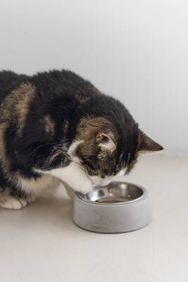 Beeztees DBL Kedi Mama Su Kabı, Paslanmaz Çelik, 12,5cm, 160ml - 2