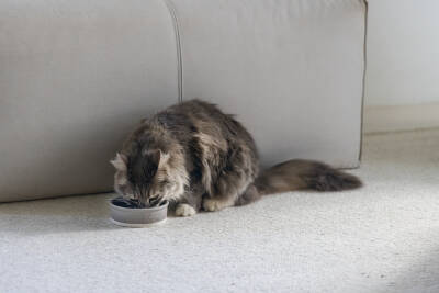 Beeztees DBL Kedi Mama Su Kabı, Seramik, Mat Gri, 12cm, 300ml - 3