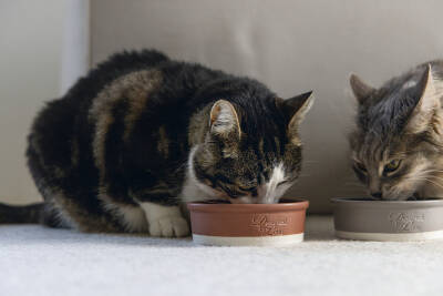 Beeztees DBL Kedi Mama Su Kabı, Seramik, Mat Kiremit, 12cm, 300ml - 2